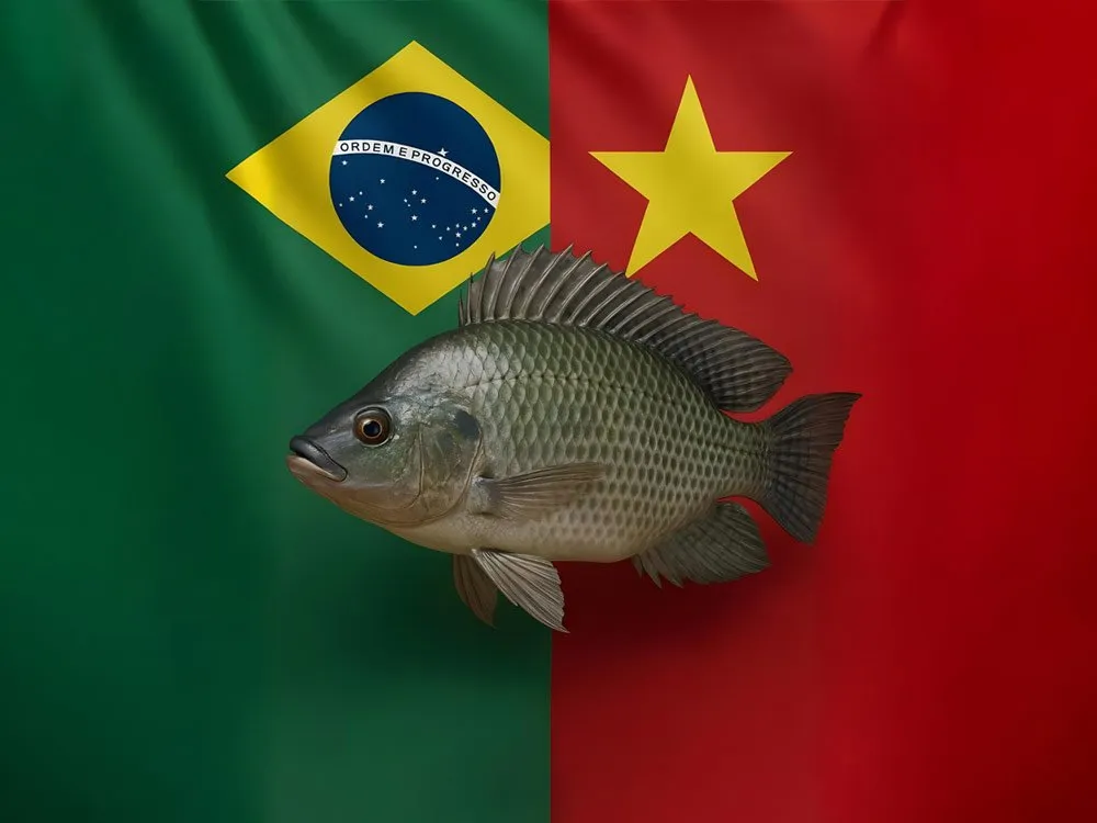 Embargo suspenso: tilápia vietnamita pode voltar ao mercado brasileiro