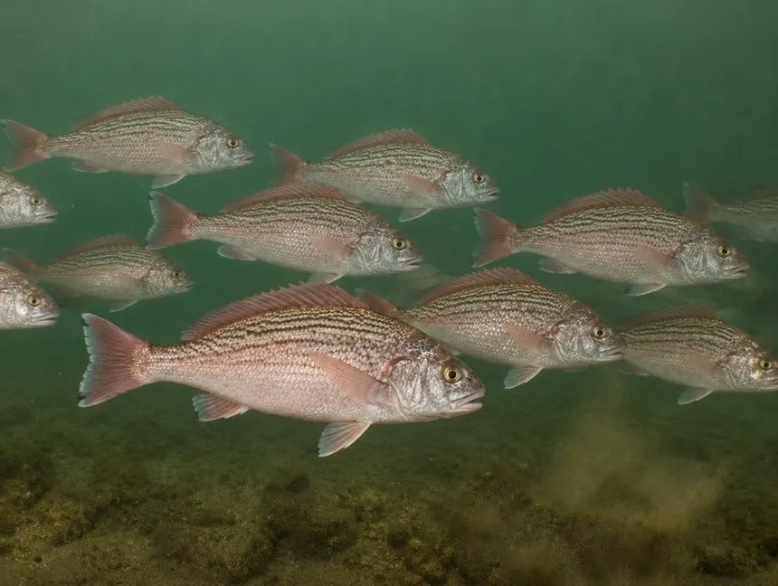 Desova da corvina