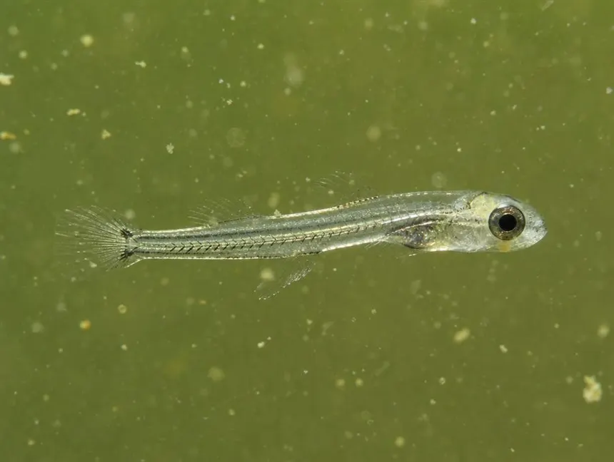 Larva de corvina