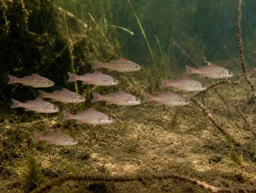 Juvenil de corvina no estuário