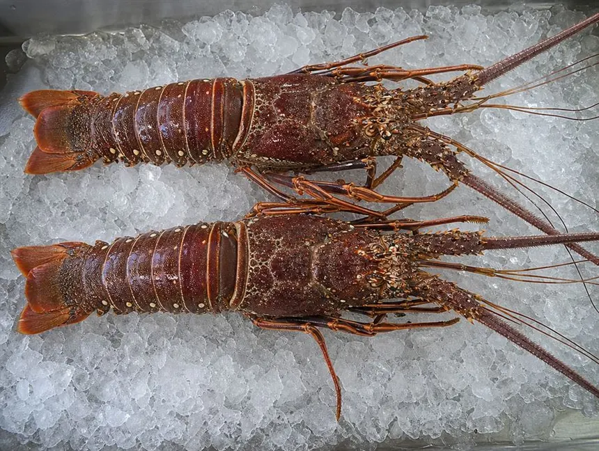 Lagosta inteira fresca