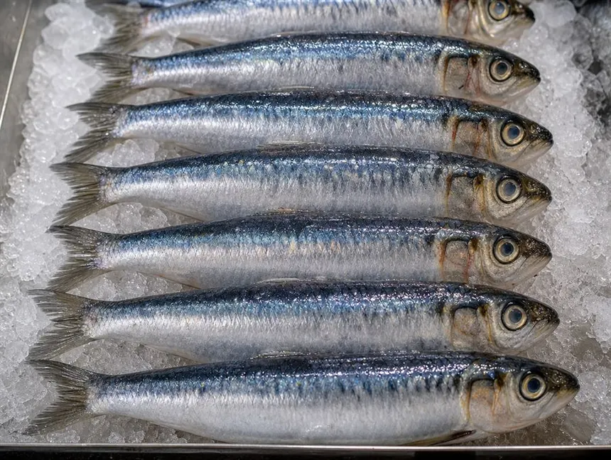 Sardinhas inteiras frescas no gelo