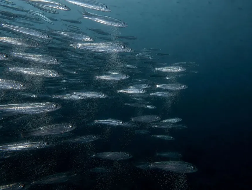 Desova da sardinha