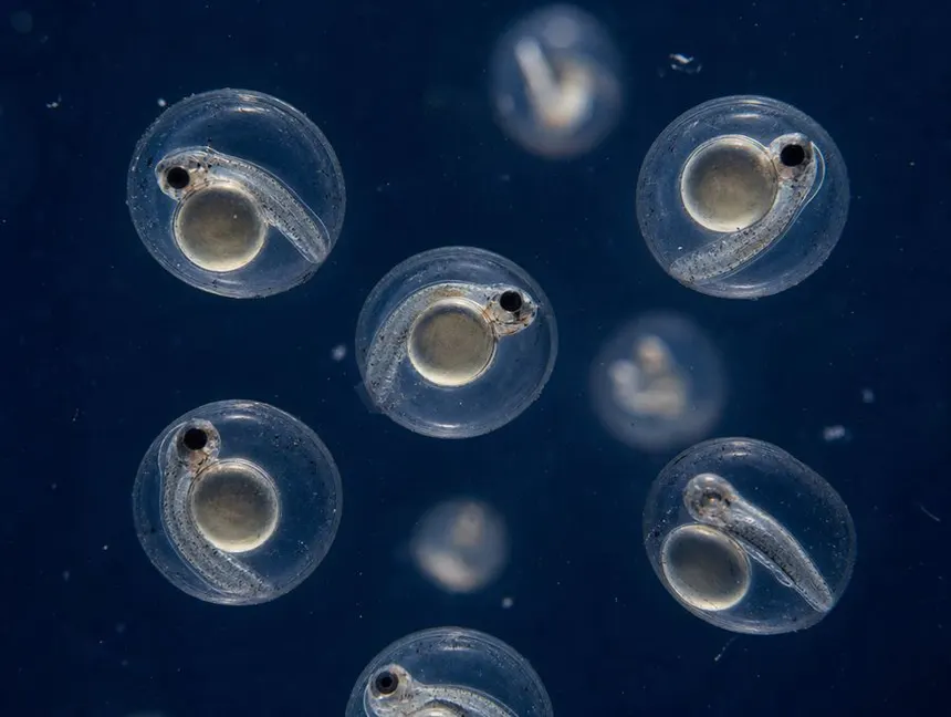 Ovos de sardinha