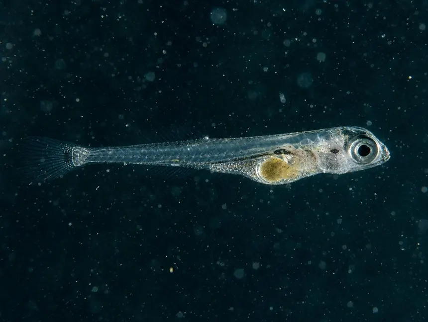 Larva de sardinha