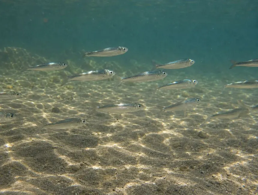 Juvenil de sardinha