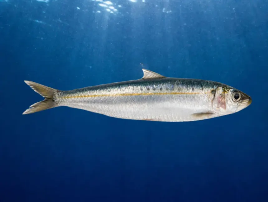 Sardinha adulta