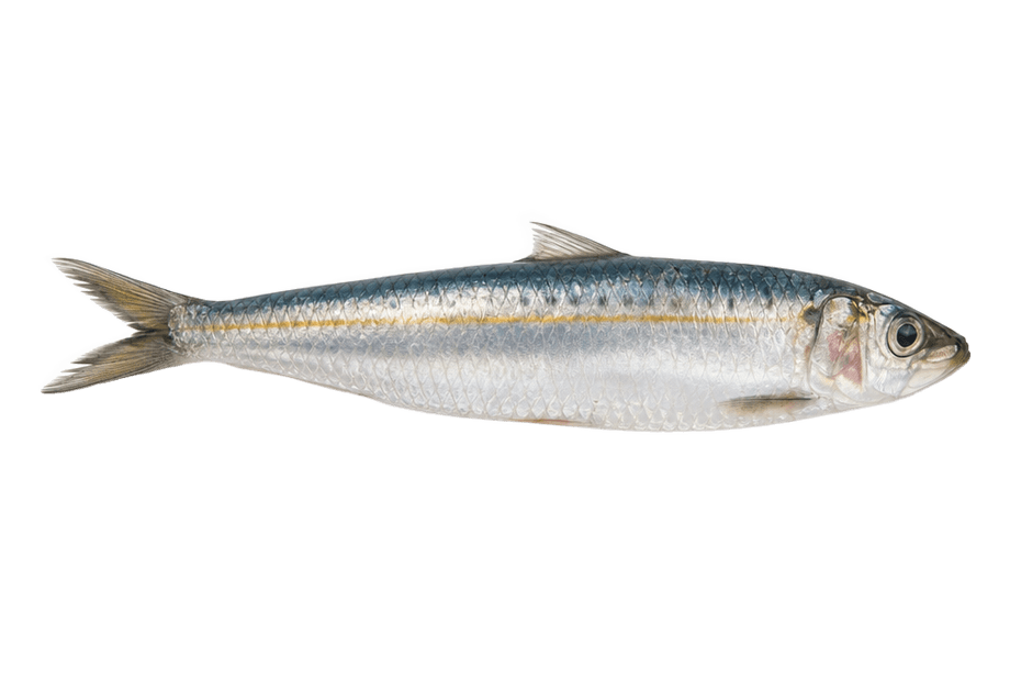 Sardinha
