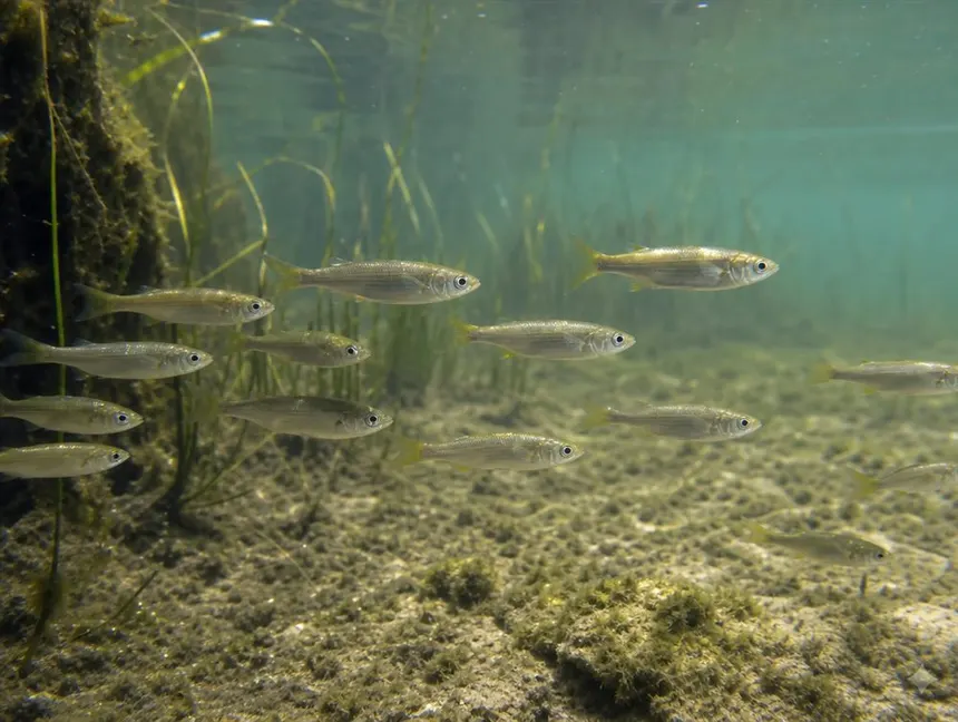Juvenis no estuário