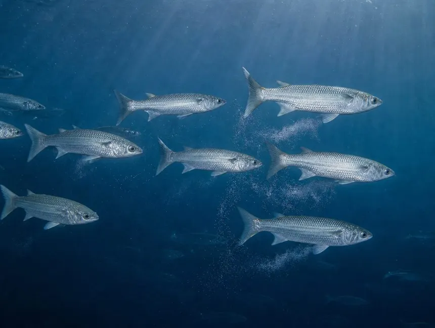 Desova no oceano